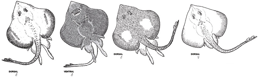 Rajella bigelowi_01.jpg